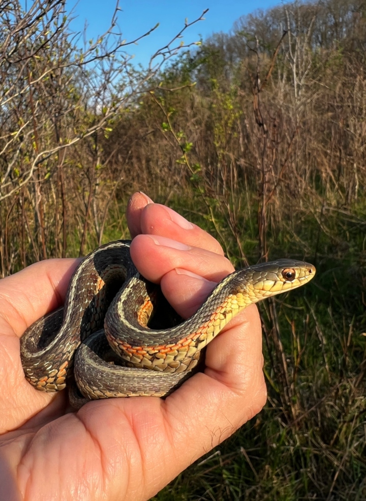 Eastern Garter Snake